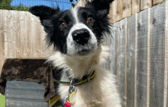 These dogs are all looking for their forever homes.