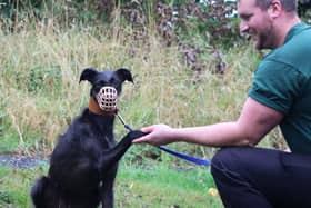 Dogs Trust Darlington are aiming to change people's opinions on dogs that wear muzzles. Here Maggie can be seen giving her paw to a member of staff.