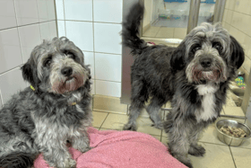 These dogs are all looking for their forever homes.