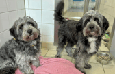 These dogs are all looking for their forever homes.