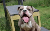 These dogs are all looking for their forever homes.