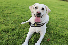These dogs are all looking for their forever homes.