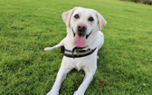 These dogs are all looking for their forever homes.