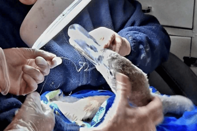 Volunteers at Boldon Pond Members have been relying on the RSPB and Pawz For Thought for help in treating the swans and cygnets impacted by illegal fishing.