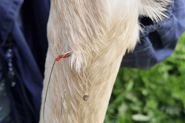 One swan at Boldon Pond required treatment after getting a fishing hook stuck in its neck.