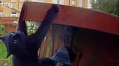 Daredevil cat makes superhero jump