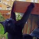 Daredevil cat makes superhero jump