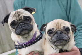 These dogs are all looking for their forever homes.