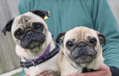 These dogs are all looking for their forever homes.