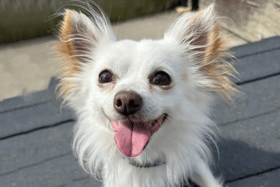 These dogs are all looking for their forever homes.