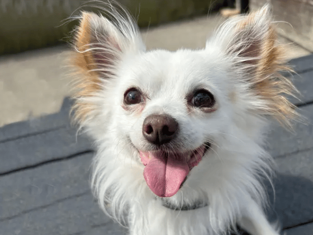 These dogs are all looking for their forever homes.