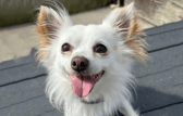These dogs are all looking for their forever homes.