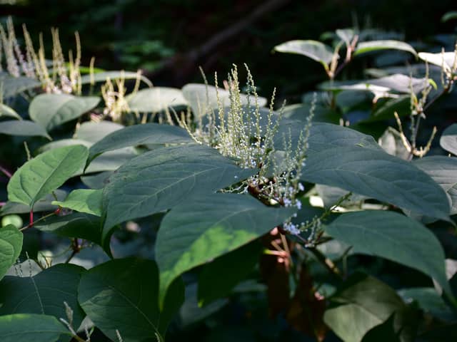 The rapid spread of Japanese knotweed is creating a crisis across the UK
