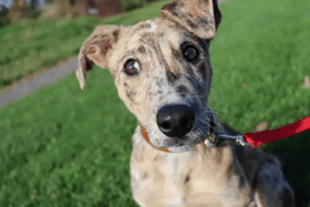 These dogs are all looking for their forever homes.