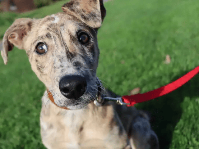 These dogs are all looking for their forever homes.