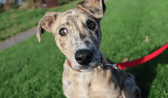 These dogs are all looking for their forever homes.