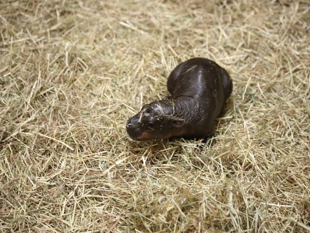 Haggis the pygmy hippo calf.