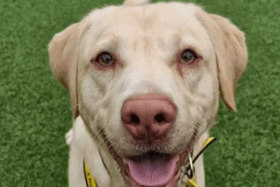 These dogs are all looking for their forever homes.