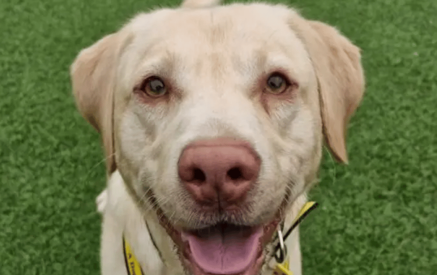 These dogs are all looking for their forever homes.
