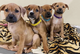 These dogs are all looking for their forever homes.