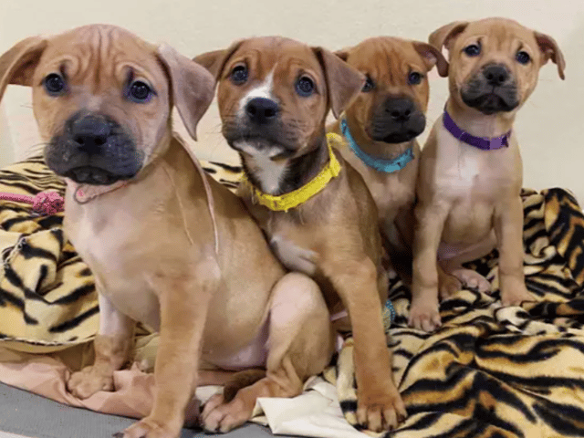 These dogs are all looking for their forever homes.