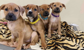 These dogs are all looking for their forever homes.