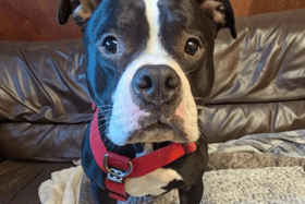 These dogs are all looking for their forever homes.