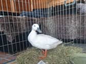 Geraldine getting ready to go to her new home.