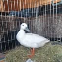 Geraldine getting ready to go to her new home.