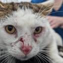 A South Shields man has been sentenced over failing to take his pet cat to the vet for treatment.