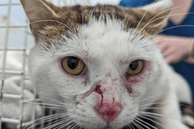 A South Shields man has been sentenced over failing to take his pet cat to the vet for treatment.