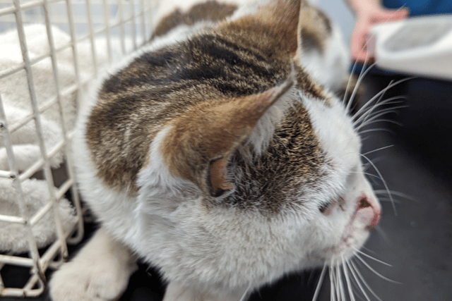 The cat also had a deep-looking laceration on its nose.