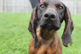 All these dogs are searching for their forever home.