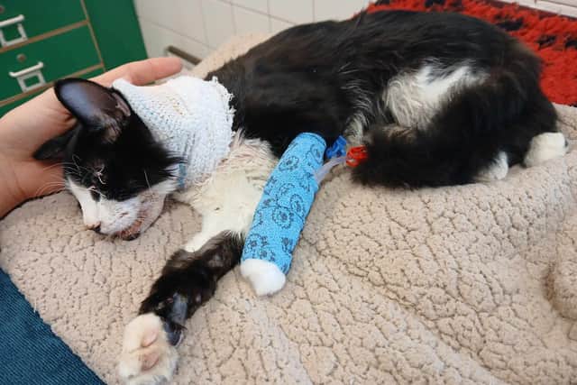 Milo was hit by a car on John Reid Road, in South Shields, on September 11.