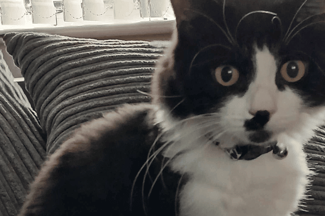 Milo has thankfully recovered from his injuries.