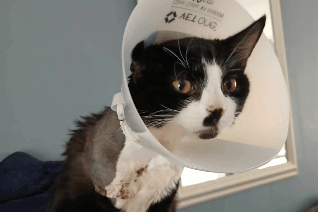Milo suffered from a fractured jaw, his eye coming out of its socket and paralysis in his front right leg - which needed to be amputated.