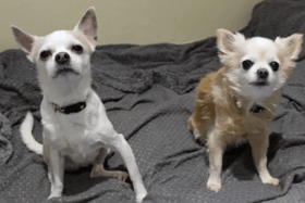 All these dogs are searching for their forever homes.