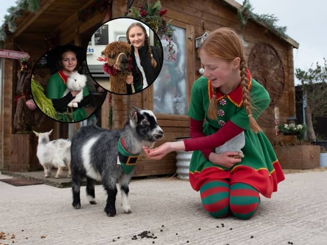 Santa's elves pet the animals on Lowlands Farm, including adorable goats, rabbits and alpacas.