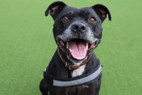 All these dogs are searching for their forever homes.