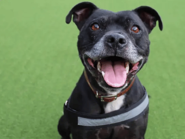 All these dogs are searching for their forever homes.