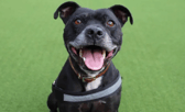 All these dogs are searching for their forever homes.