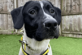 All these dogs are searching for their forever homes.