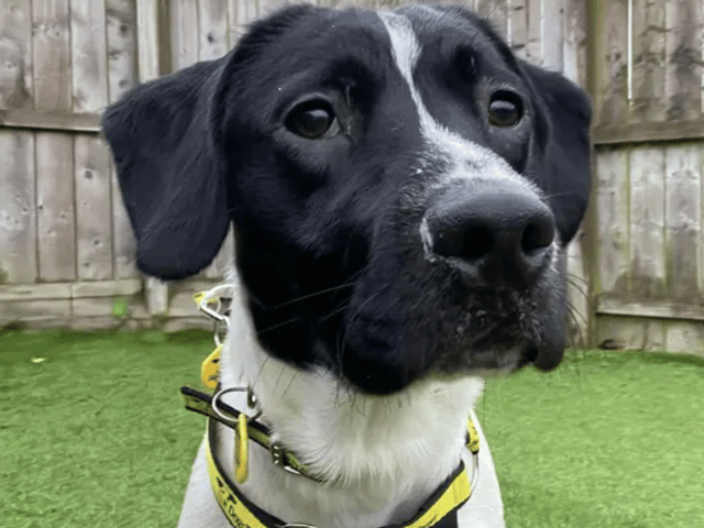All these dogs are searching for their forever homes.