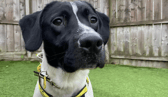 All these dogs are searching for their forever homes.