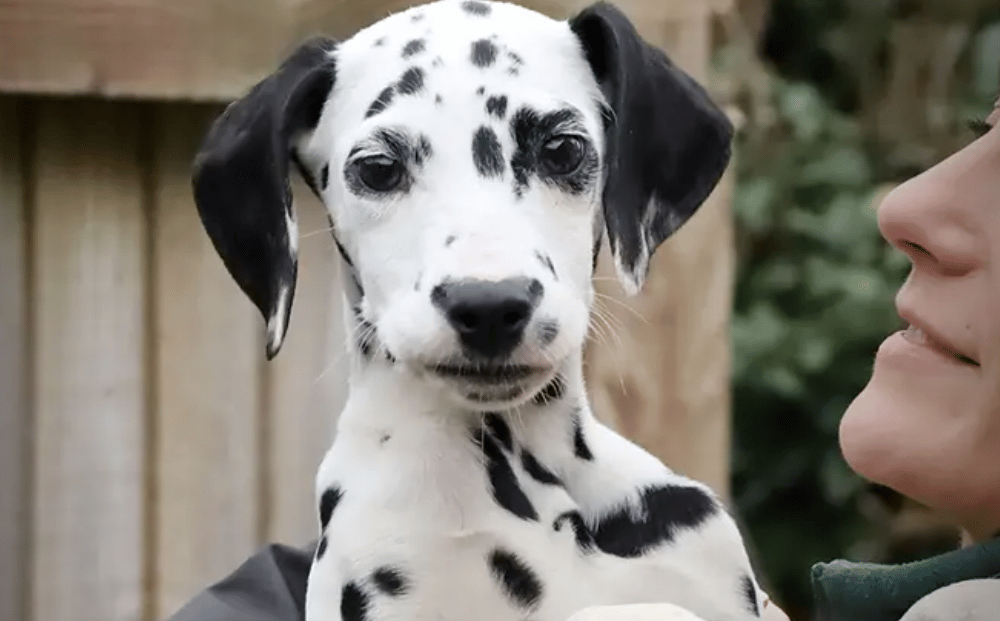 All these dogs are searching for their forever homes. 
