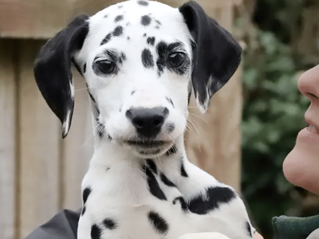 All these dogs are searching for their forever homes. 