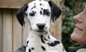 All these dogs are searching for their forever homes. 