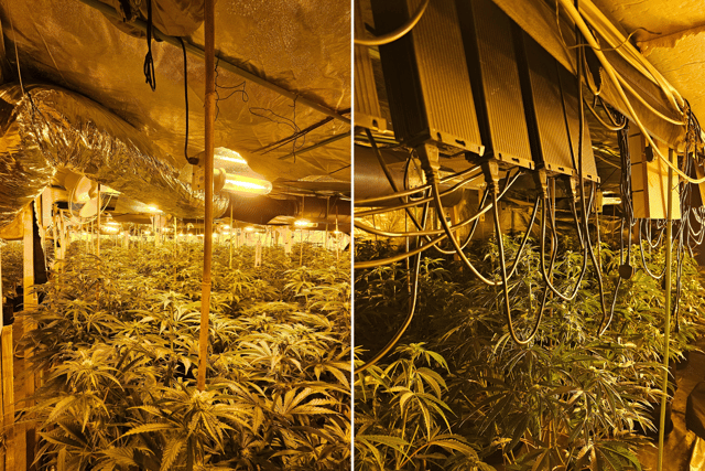 Police have seized 2,000 cannabis plants following a raid of an "industrial scale" farm in South Shields.