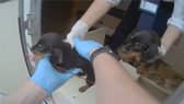 The puppies are lifted from the caravan.