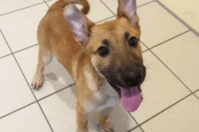 All these dogs are searching for their forever homes.